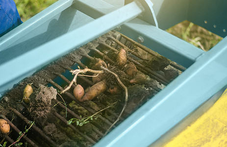 农绍根马铃薯块茎在挖掘设备机器的传送带上被挖出地面 在农田里收割蔬菜 农业 农业 农村农田 特写背景