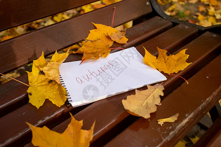 手绘长椅秋天的记事本位于公园长椅上 秋叶在阳光下标本馆学校森林框架叶子笔记手绘床单植物群问候语背景
