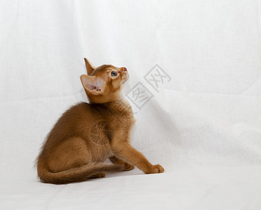 旁观阿比西尼猫毛皮宠物虎斑眼睛猫科动物游戏橙子动物材料小猫背景