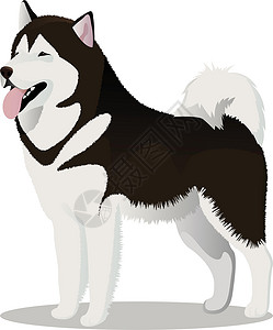 阿拉斯加马拉穆特狗宠物哺乳动物卡通片动物插画