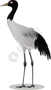 缩颈的黑颈鹤卡通插画