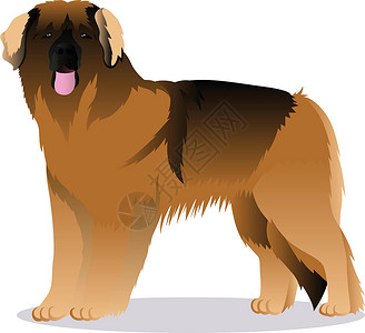 贝格犬里昂伯格犬打猎战犬卡通片哺乳动物宠物家庭长发伴侣动物插画