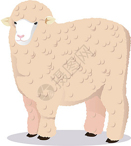 梅里诺羊羊动物蹄子哺乳动物农场反刍动物白色经济羊毛背景图片