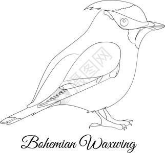 波希米亚太平鸟着色背景图片