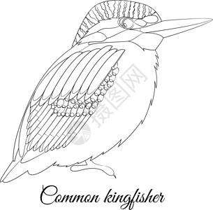 常见的翠鸟卡通鸟着色尾巴染色翅膀卡通片橙子羽毛蓝色背景图片