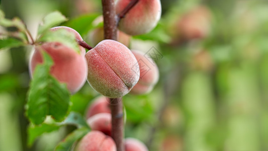 几多汁的桃子在树上熟熟高清图片