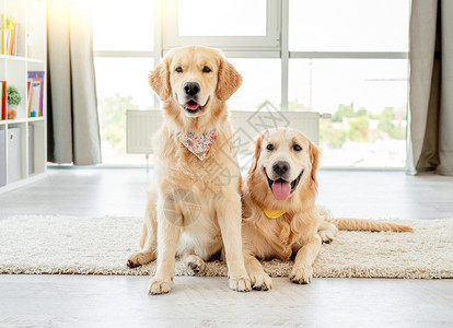 一对戴手帕的金色寻金者友谊房间夫妻动物成人朋友犬类宠物哺乳动物地面背景图片