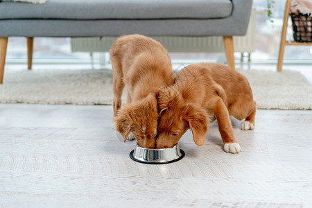 舍鸭收费猎犬宠物苏格兰的高清图片