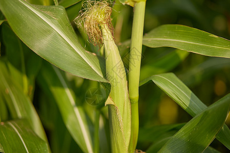 有机玉米田玉米芯的选择性聚焦图背景图片