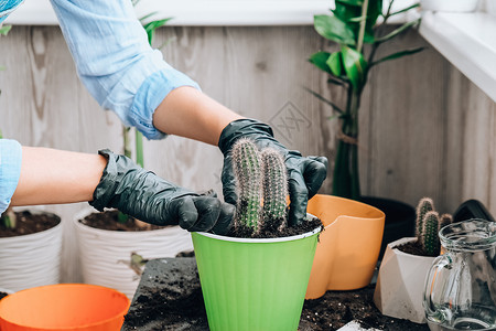 桶仙人掌植物自然室内植物高清图片