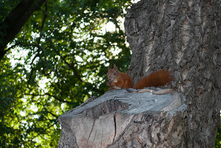 欧洲红松鼠在阳光明媚的日子 坐在森林树上的松鼠的肖像背景
