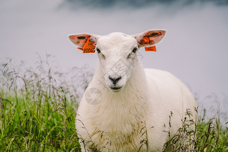 阴天山区农场的绵羊 与绵羊在山谷吃草的挪威风景 挪威山顶上的羊 生态养殖 羊吃黄杨木 母羊在山上的牧场上吃草场地山羊农村野生动物背景图片