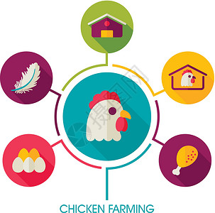 动物素材资料养鸡神像和农业信息资料图农场推介会图表谷仓公鸡房子食物农民羽毛母鸡插画