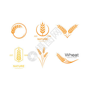 阴虚质小麦插画设计生长耳朵燕麦市场种子产品金子农场植物质量插画
