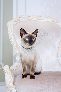 猫带珠宝素材凡尔赛宫轻蔑高清图片