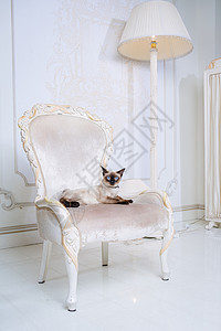 坐在椅子上猫湄公河短尾猫成年母猫 美丽的品种猫湄公河短尾猫 没有尾巴的宠物猫坐在别致的扶手椅上 复古巴洛克风格的椅子 法国皇家室内装饰 坐在背景