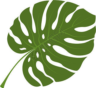 蓬莱热带龟背竹植物的大绿叶 在白色背景上孤立的矢量图插画
