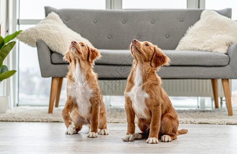 雅茅斯托勒狗可爱的有趣的高清图片