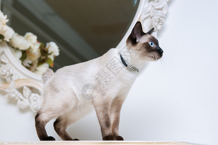 猫带珠宝素材法国城堡高清图片