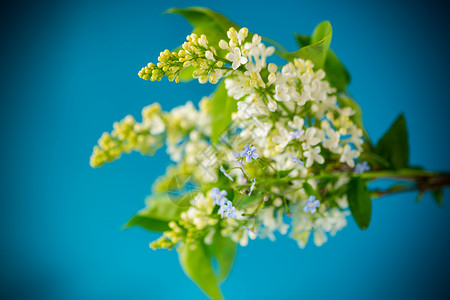 盛开的白银花枝束布卡片花瓶框架花束花园妈妈们紫丁香感激植物群蓝色背景图片