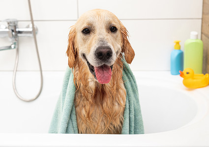 湿毛巾洗完澡后在浴缸里抓金狗背景