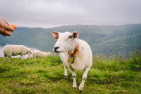 吃胡萝卜小白兔阴天山区农场的绵羊 一名妇女在挪威山区喂羊 一位游客给羊喂食 绵羊农场田园诗般的风景在挪威 内容绵羊 在挪威羊毛成人动物活动风光背景