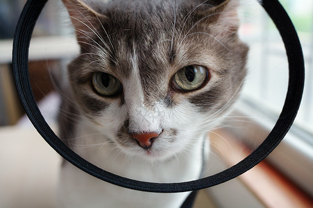 放大镜猫素材兽医项圈的宠物猫背景
