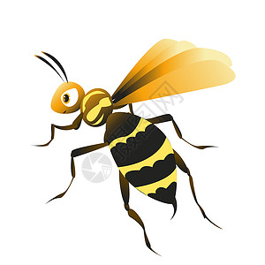 白色背景上的昆虫黄蜂背景图片
