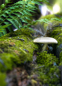 童话蘑菇森林景观的特写垂直照片 — 倒下的树上的蘑菇穿过苔藓 阳光穿过茂密的树叶背景