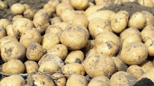 花园里的地上有很多新挖的里维埃拉土豆 通过穿越密涅瓦和阿尔克玛利亚获得 它打算在早期马铃薯市场上出售 并以洗过的形式出售收成栽培背景图片