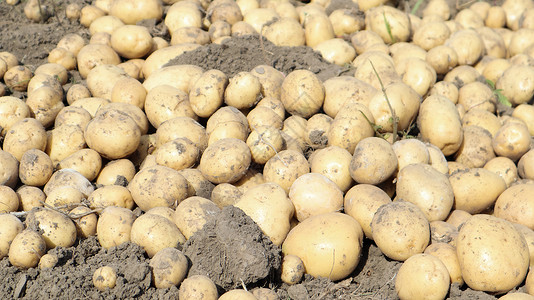 阿尔克瓦花园里的地上有很多新挖的里维埃拉土豆 通过穿越密涅瓦和阿尔克玛利亚获得 它打算在早期马铃薯市场上出售 并以洗过的形式出售收成饮食背景
