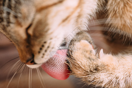 泰比猫咪洗他的爪子图片