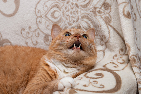 大嘴猫红猫看镜头 大可爱的眼睛很漂亮晴天宠物爪子牙齿肥猫危险游戏动物腹部橙子背景