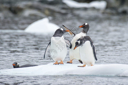三只企鹅冰上金图企鹅野生动物羽毛白色蓝色冰山黑色荒野旅行动物生态背景