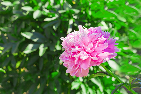 牡丹开花夏日花园的粉红小花 古代风格的美丽面孔背景 特写植物花园园艺晴天牡丹花时间宏观花束植物群开花背景