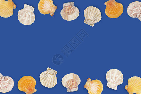 海洋模式与海躺着 夏天的概念 蓝色背景中的不同海贝壳动物横幅框架旅行冒险装饰品扇贝情调假期黄色背景图片
