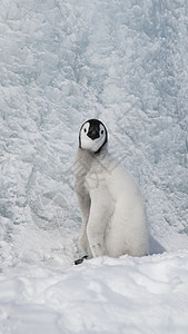 北极熊和企鹅皇帝企鹅小鸡 在南极洲下雪背景