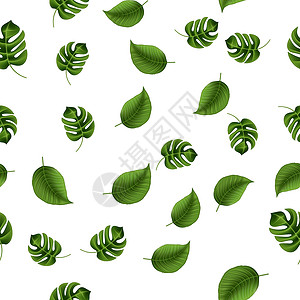 热带树叶 棕榈和龟背竹 无缝矢量模式花园爬行者植物白色味道植物学墙纸绿色艺术纺织品背景图片