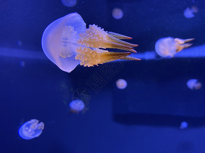 根瘤菌在水中跳舞的水母 也被称为浮铃 澳大利亚水母 棕色水母或白点水母 它原产于西太平洋背景