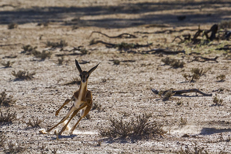阿平宁南非Kgalagadi跨界公园斯普林博克自然保护区哺乳动物旅游袋貂少年跑步生物圈小动物羚羊动物背景