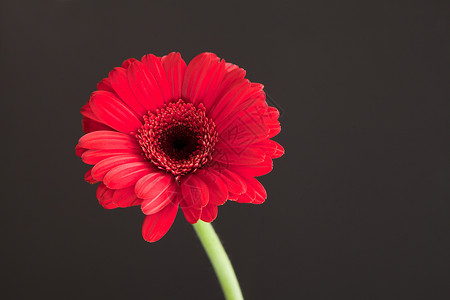 红色非洲菊花黑色背景上的红色雏菊大花瓣 春季花卉概念个性工厂叶子植物花园季节性花束飞沫植物学宏观背景图片