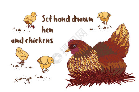 设置手绘公鸡和鸡织物唱歌动物母鸡家庭收藏十二生肖派对农业八字背景图片
