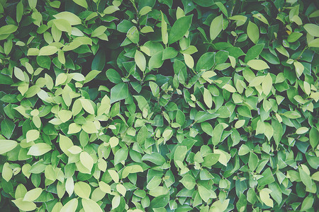 绿叶的背景宏观图案Name树叶叶子环境热带植物花园森林背景图片