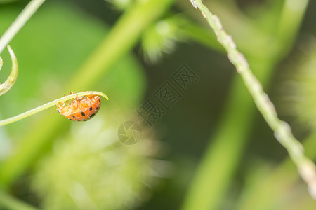 吃树叶的瓢虫树叶上的中拉虫动物群女士红色阳光绿色太阳宏观昆虫瓢虫甲虫背景