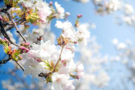 万客隆美丽多彩的新鲜春天的花朵与湛蓝的天空 樱花明亮柔和的白色和粉红色 夏季和春季背景盛开特写宏观花瓣农业水果季节叶子太阳花园植被公园背景