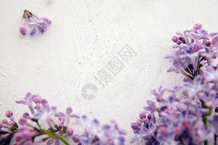 紫色麦穗边框白色背景上的丁香花 mocup 孤立在白色背景上的新鲜丁香花的边框背景