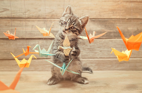 小猫咪玩多彩的折纸鸟背景图片