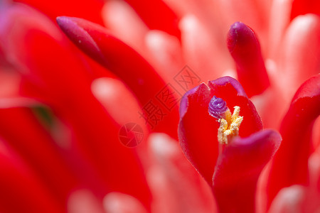 粉花宏背景花园宏观花瓣植物群植物花朵背景图片