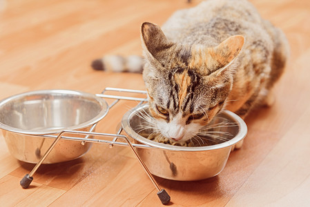 碗水猫从碗里吃小猫背景