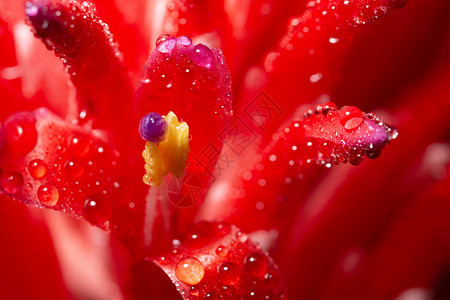 宏观背景 粉红花上滴水花瓣飞沫玫瑰花朵背景图片